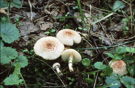 Lila Schirmling (Lepiota lilacea) - © Helmut Pidlich-Aigner